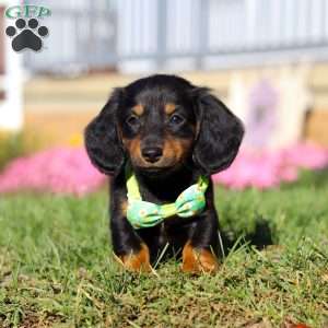 Buddy, Dachshund Puppy